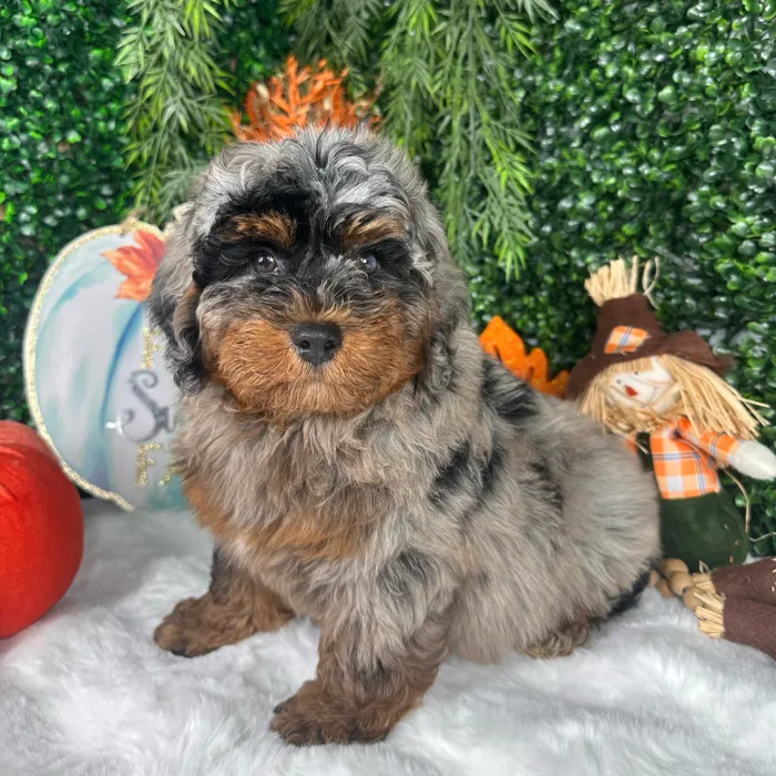 Male Bernedoodle puppy named Sugar for sale at Puppy Dreams - Denton.