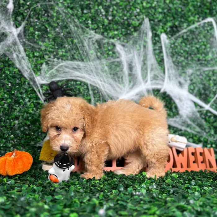 Male Bichon-Poodle puppy named Bentley for sale at Puppy Dreams - North Richland Hills.