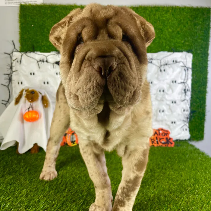 Female Shar Pei puppy named Duchess for sale at Puppy Dreams - Carrollton.