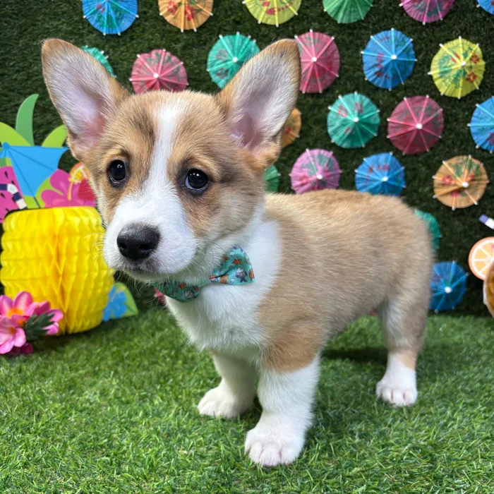 Male Pembroke Welsh Corgi puppy named Winston for sale at Puppy Dreams - Carrollton.
