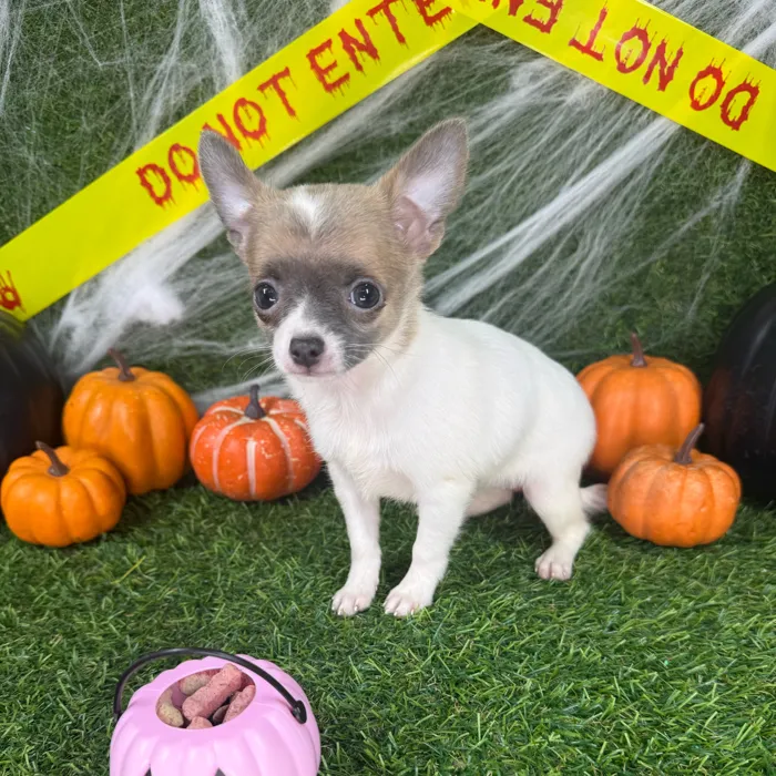 Female Chihuahua puppy named Winnie for sale at Puppy Dreams - Arlington.