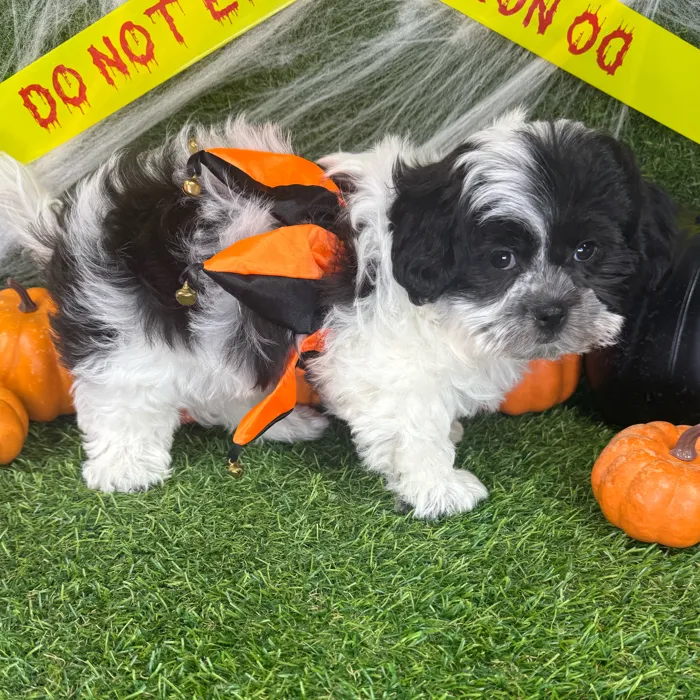 Female Teddy Bear puppy named Cookie for sale at Puppy Dreams - Arlington.