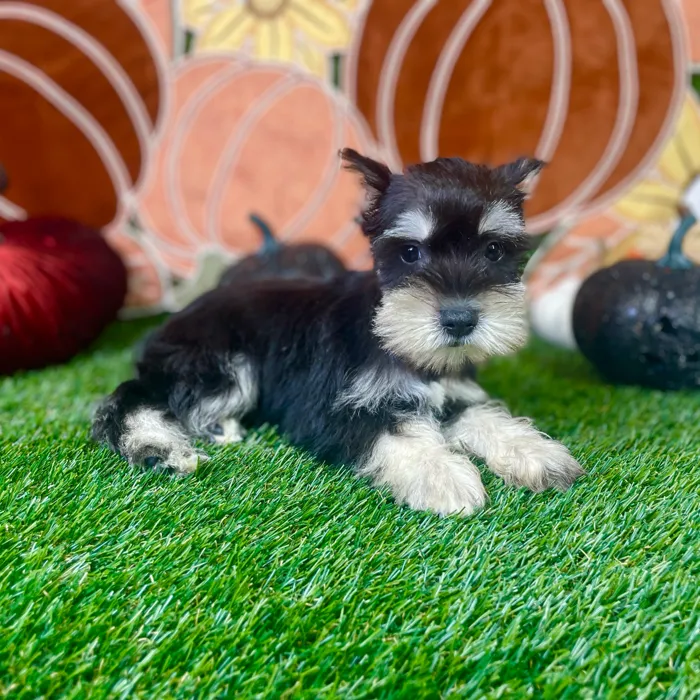 Female Mini Schnauzer puppy named Luna for sale at Puppy Dreams - Carrollton.