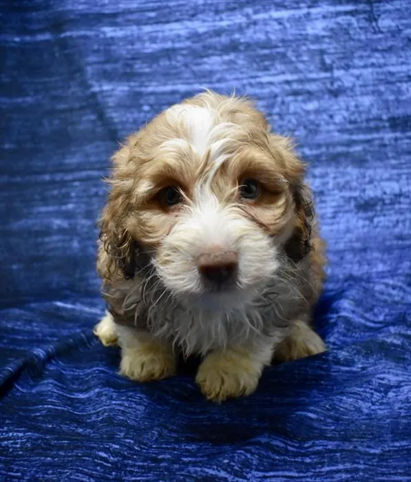Male Bernedoodle puppy named Neo for sale at Puppy Dreams - Carrollton.