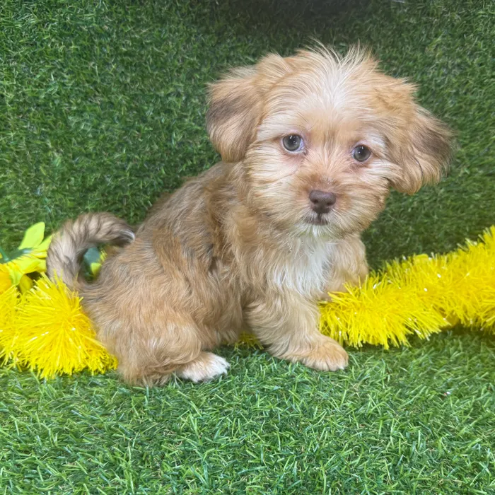 Female Shorkie puppy named Chai for sale at Puppy Dreams - Arlington.