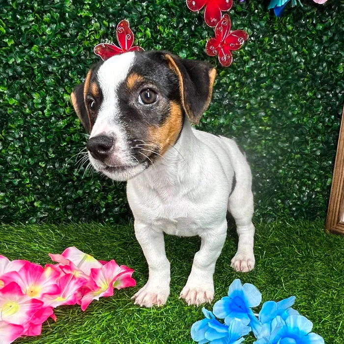 Female Jack Russell Terrier puppy named *Holly* for sale at Puppy Dreams - Mansfield.