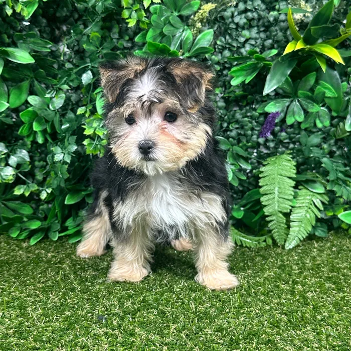 Female Morkie puppy named Margot for sale at Puppy Dreams - Parks Mall.