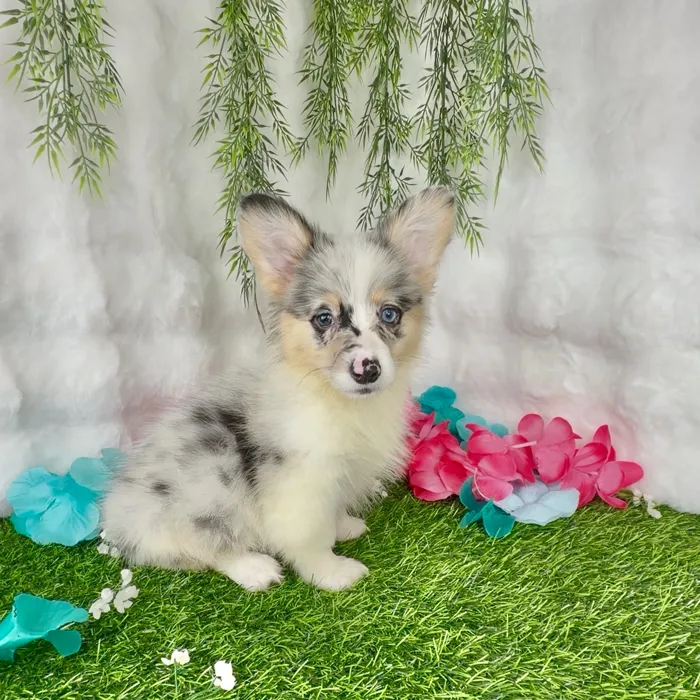 Female Pembroke Welsh Corgi puppy named Cupcake for sale at Puppy Dreams - Denton.