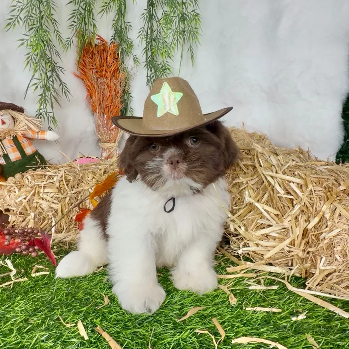 Male Shih Tzu puppy named Mazda for sale at Puppy Dreams - Denton.
