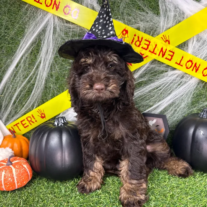 Male Cockapoo puppy named Turkey for sale at Puppy Dreams - Arlington.
