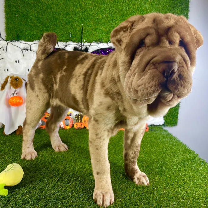 Female Shar Pei puppy named Duchess for sale at Puppy Dreams - Carrollton.