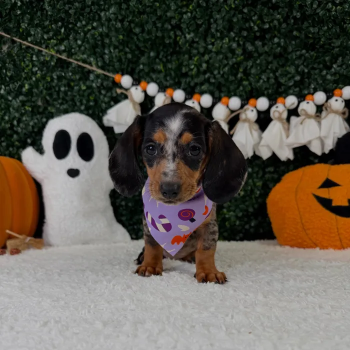 Female Dachshund puppy named Pudding for sale at Puppy Dreams - Garland.