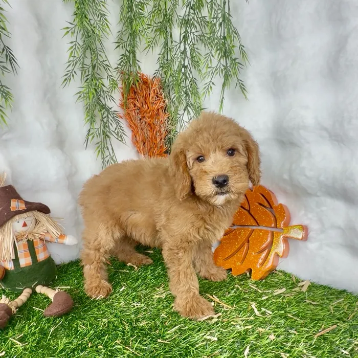 Male Mini Goldendoodle puppy named Pauly for sale at Puppy Dreams - Denton.