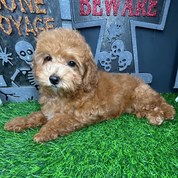 Female Cockapoo puppy named *Abigail* for sale at Puppy Dreams - Mansfield.