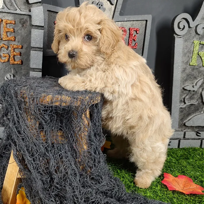 Male Poodle Toy puppy named *Leather Face* for sale at Puppy Dreams - Mansfield.
