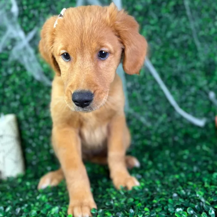 Female Golden Retriever puppy named Sugar for sale at Puppy Dreams - North Richland Hills.