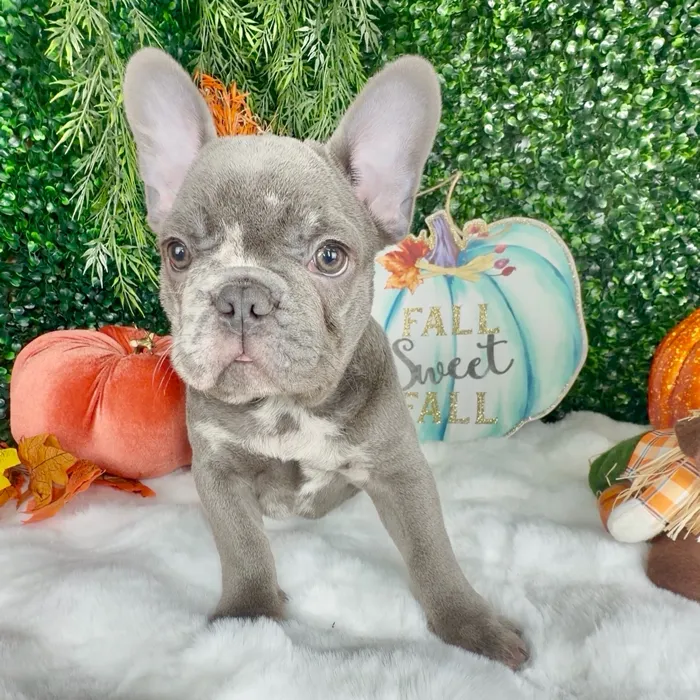 Male French Bulldog puppy named October for sale at Puppy Dreams - Denton.
