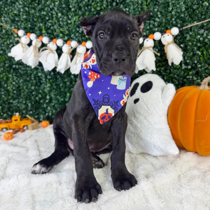Female Cane Corso puppy named Amour for sale at Puppy Dreams - Garland.
