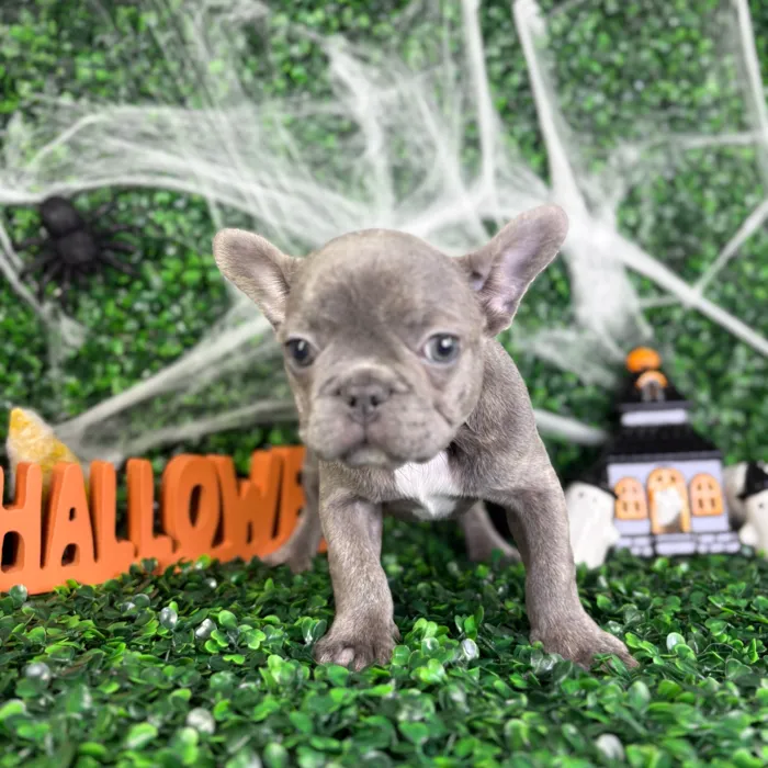 Male French Bulldog puppy named Harley for sale at Puppy Dreams - North Richland Hills.