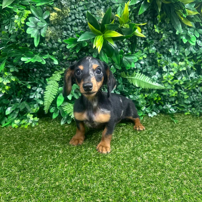 Female Dachshund puppy named Luna for sale at Puppy Dreams - Parks Mall.