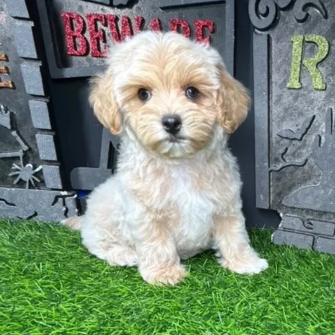 Male Maltipoo puppy named *Lestat* for sale at Puppy Dreams - Mansfield.