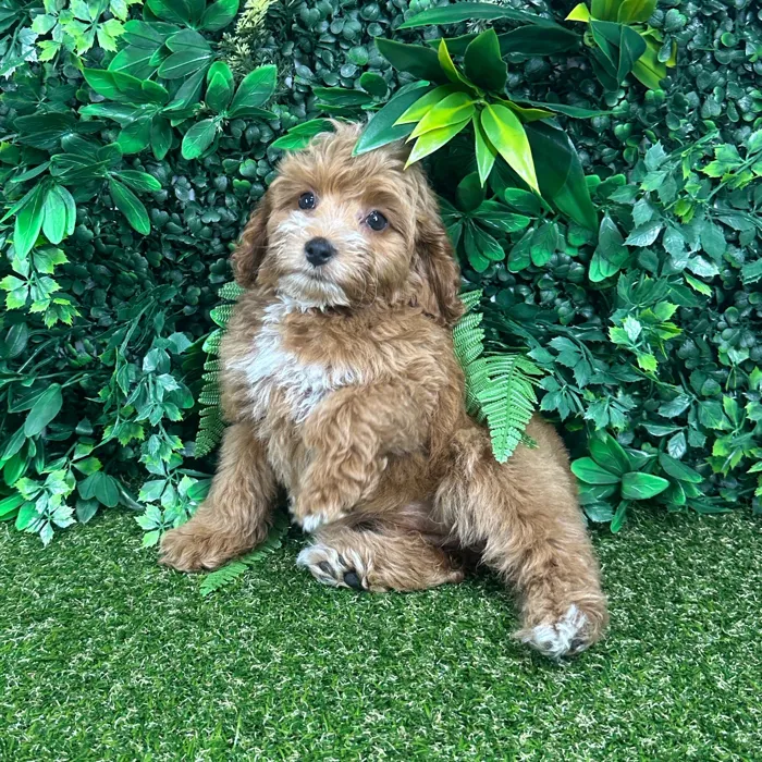 Female Cockapoo puppy named Sophie for sale at Puppy Dreams - Parks Mall.