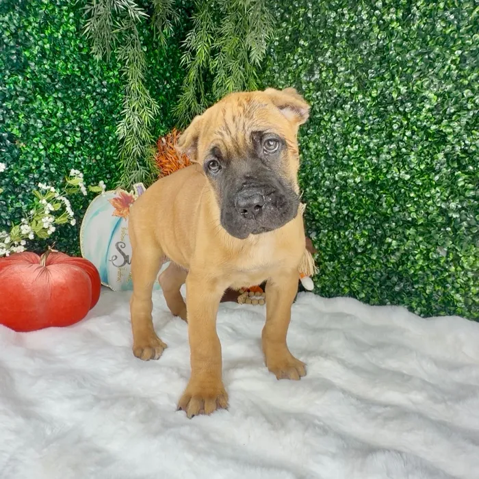 Male Cane Corso puppy named Dracula for sale at Puppy Dreams - Denton.