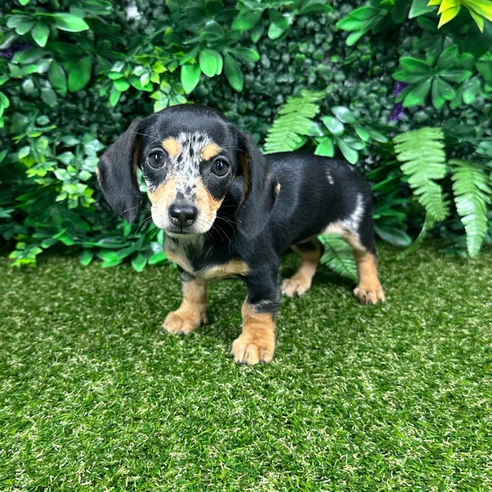 Female Dachshund puppy named Winnie for sale at Puppy Dreams - Parks Mall.