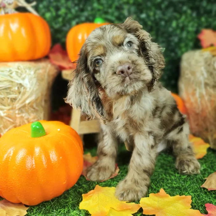 Male Cocker Spaniel puppy named Ruffles for sale at Puppy Dreams - Mansfield.