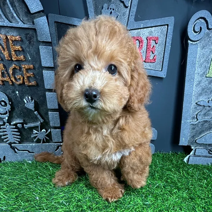 Female Cockapoo puppy named *Abigail* for sale at Puppy Dreams - Mansfield.