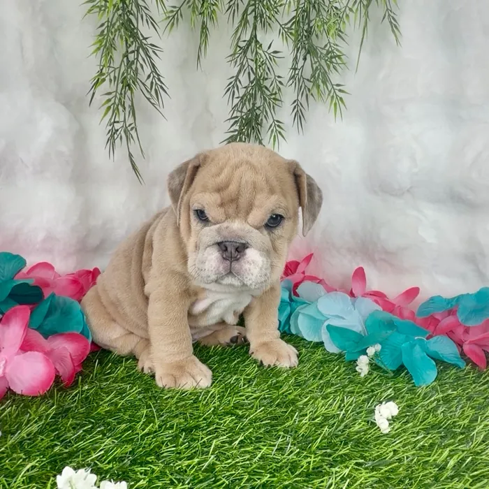 Female English Bulldog puppy named Cheeto for sale at Puppy Dreams - Denton.