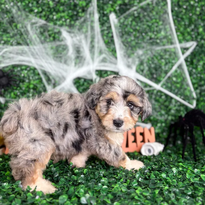 Male Mini Aussie Poo puppy named Bluey for sale at Puppy Dreams - North Richland Hills.