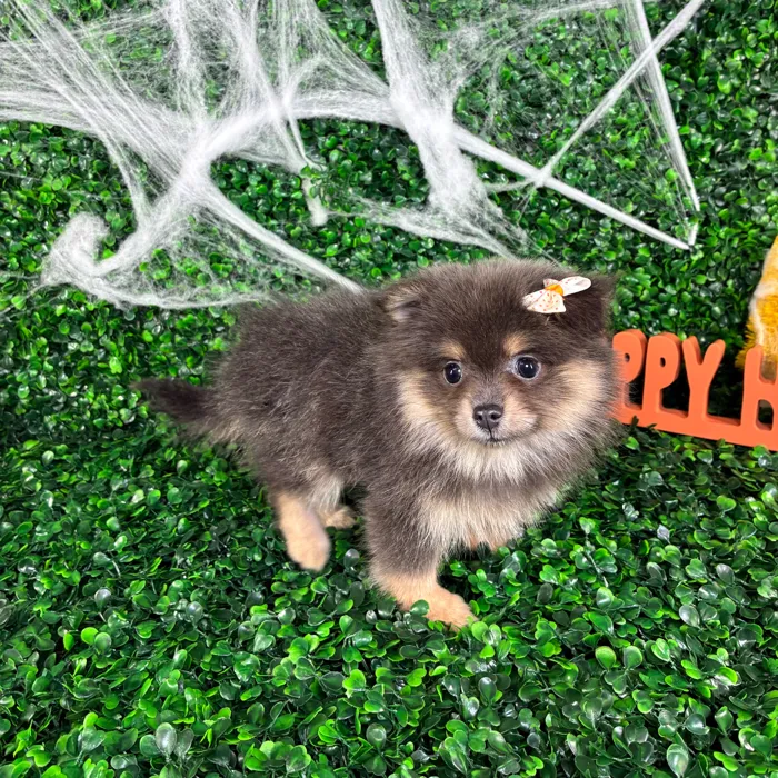 Female Pomeranian puppy named Sheyla for sale at Puppy Dreams - North Richland Hills.