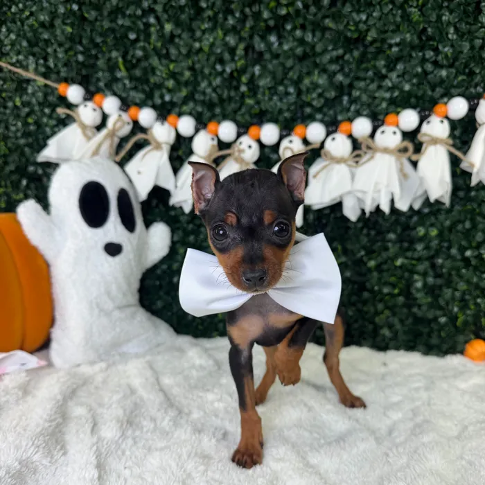 Male Min Pin puppy named Kratos for sale at Puppy Dreams - Garland.