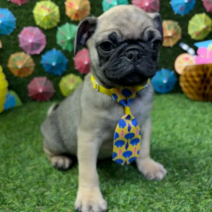 Male Pug puppy named Gizmo for sale at Puppy Dreams - Carrollton.