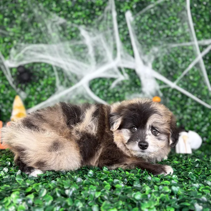 Male Pomsky puppy named Bolt for sale at Puppy Dreams - North Richland Hills.
