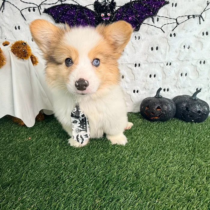 Male Pembroke Welsh Corgi puppy named Meatball for sale at Puppy Dreams - Carrollton.