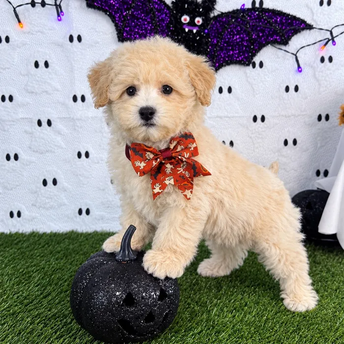 Male Bichon-Poodle puppy named Butters for sale at Puppy Dreams - Carrollton.