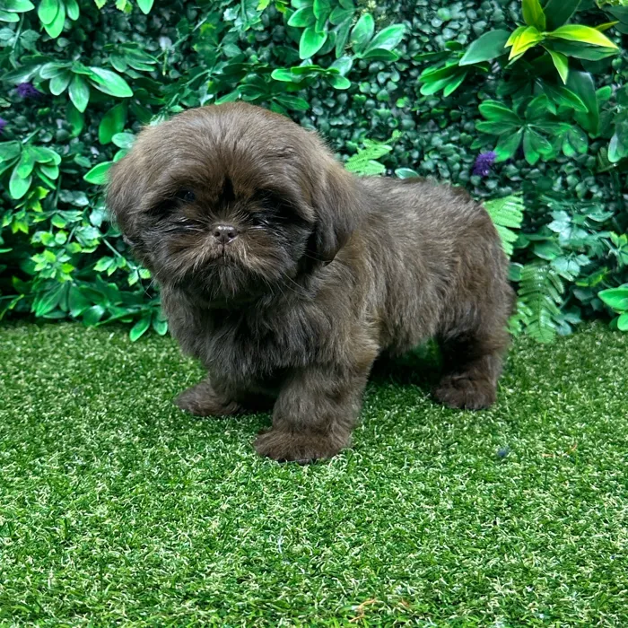 Female Shih Tzu puppy named Liz for sale at Puppy Dreams - Parks Mall.