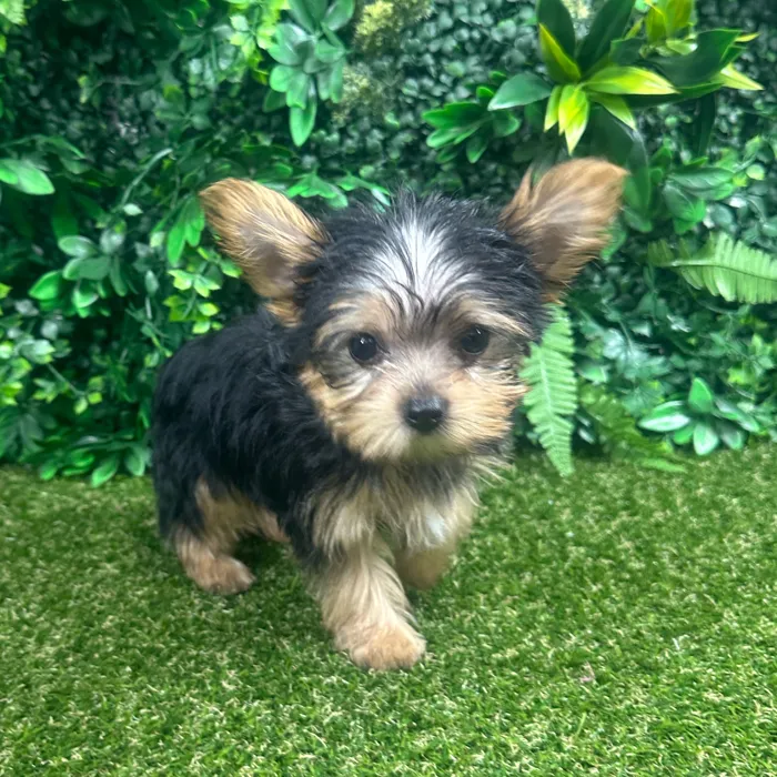 Male Yorkie puppy named Odin for sale at Puppy Dreams - Parks Mall.