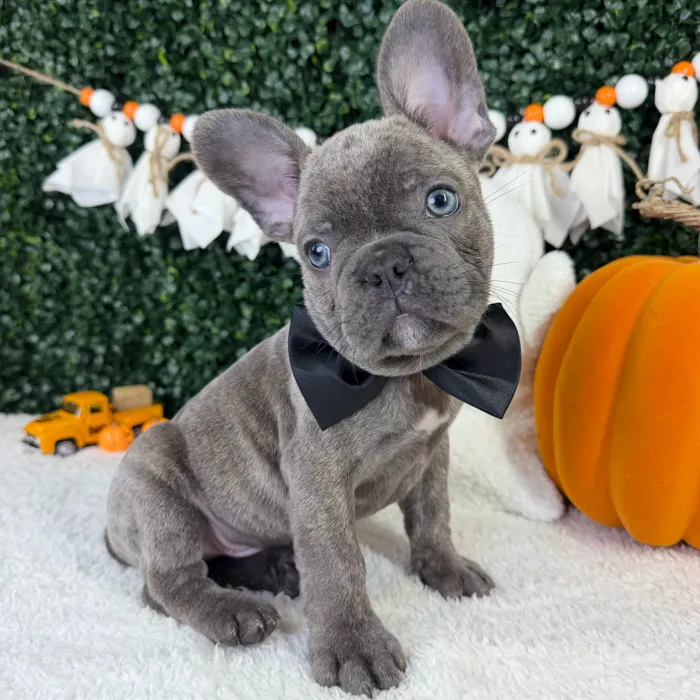 Male French Bulldog puppy named Bluey for sale at Puppy Dreams - Garland.