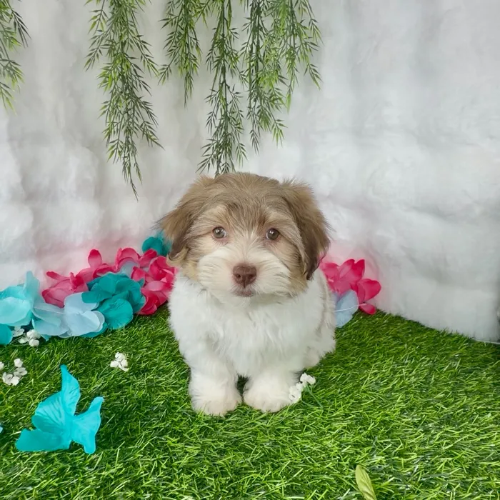 Male Havanese puppy named Biscoff for sale at Puppy Dreams - Denton.