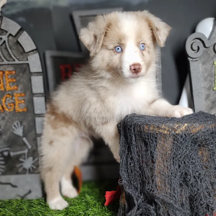 Male Mini Aussie puppy named *Elvis* for sale at Puppy Dreams - Mansfield.