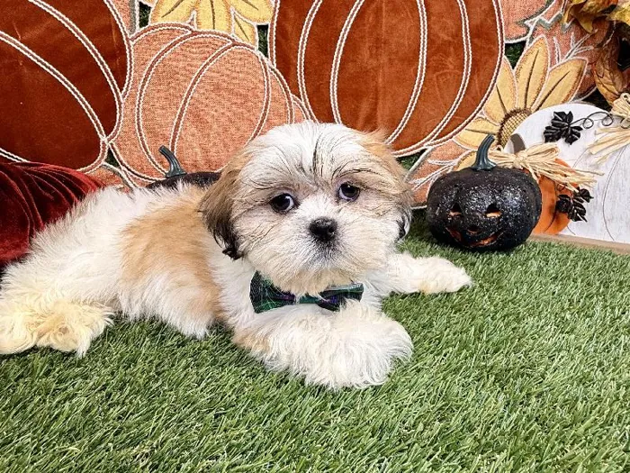 Male Shih Tzu puppy named Louie for sale at Puppy Dreams - Carrollton.