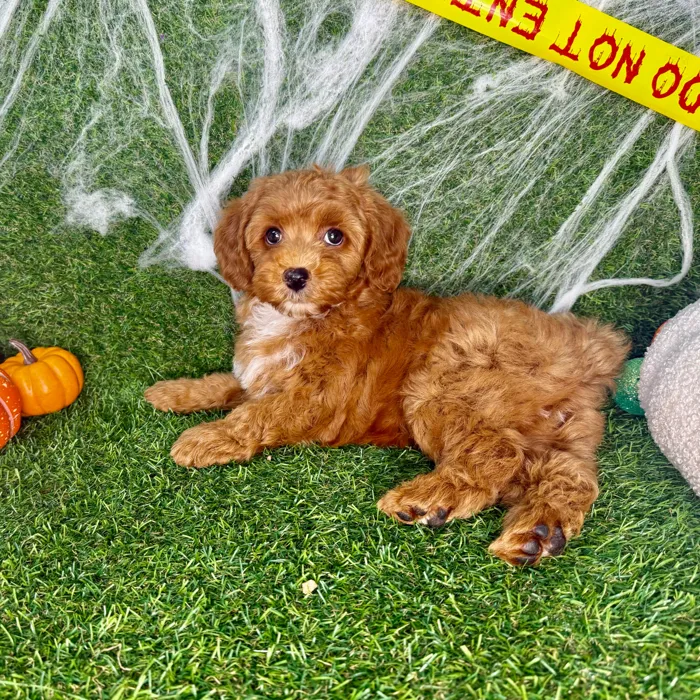 Male Cavapoo puppy named Teddy for sale at Puppy Dreams - Arlington.