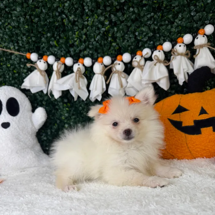 Female Pomeranian puppy named Marshmallow for sale at Puppy Dreams - Garland.