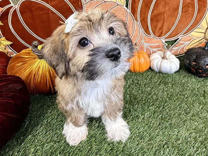 Female Morkie puppy named Dori for sale at Puppy Dreams - Carrollton.