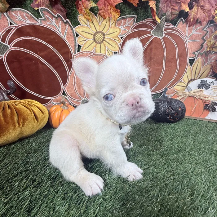 Male Fluffy French Bulldog puppy named Caine for sale at Puppy Dreams - Carrollton.