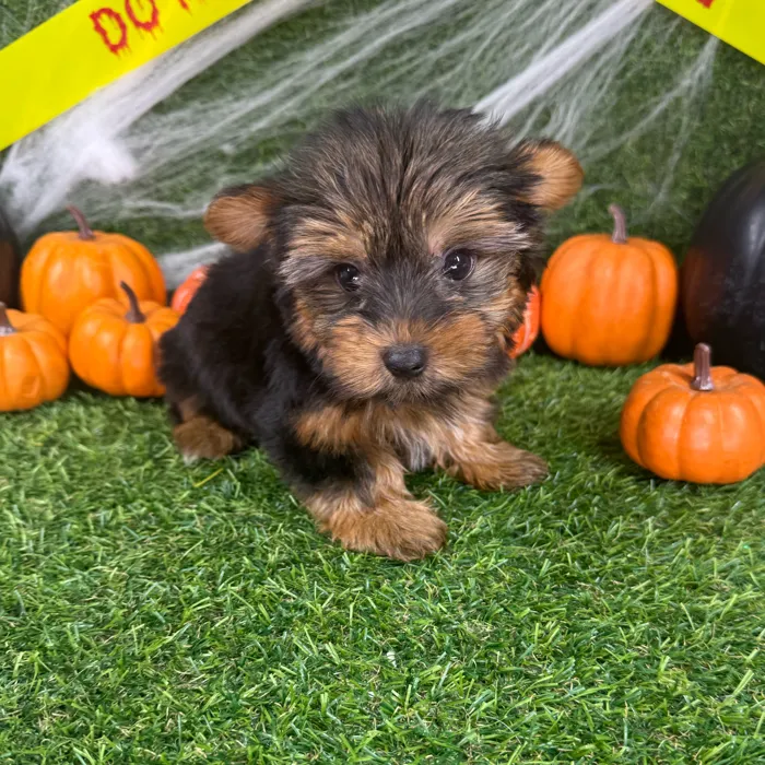 Female Yorkie puppy named Chai for sale at Puppy Dreams - Arlington.