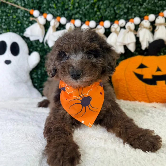 Male Poodle Toy puppy named Pookie for sale at Puppy Dreams - Garland.